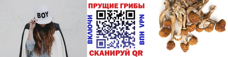 Псилоцибиновые грибы GOLDEN TEACHER  Асино 
